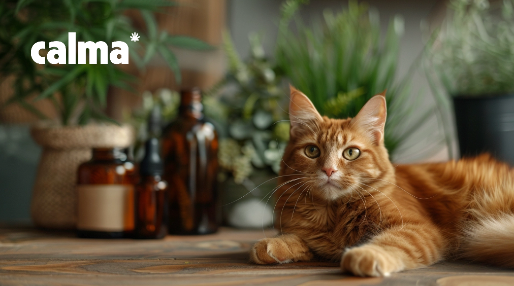 CBD Ăl fĂŒr Katzen: Erfahrung, Wirkung und Dosierung đ±