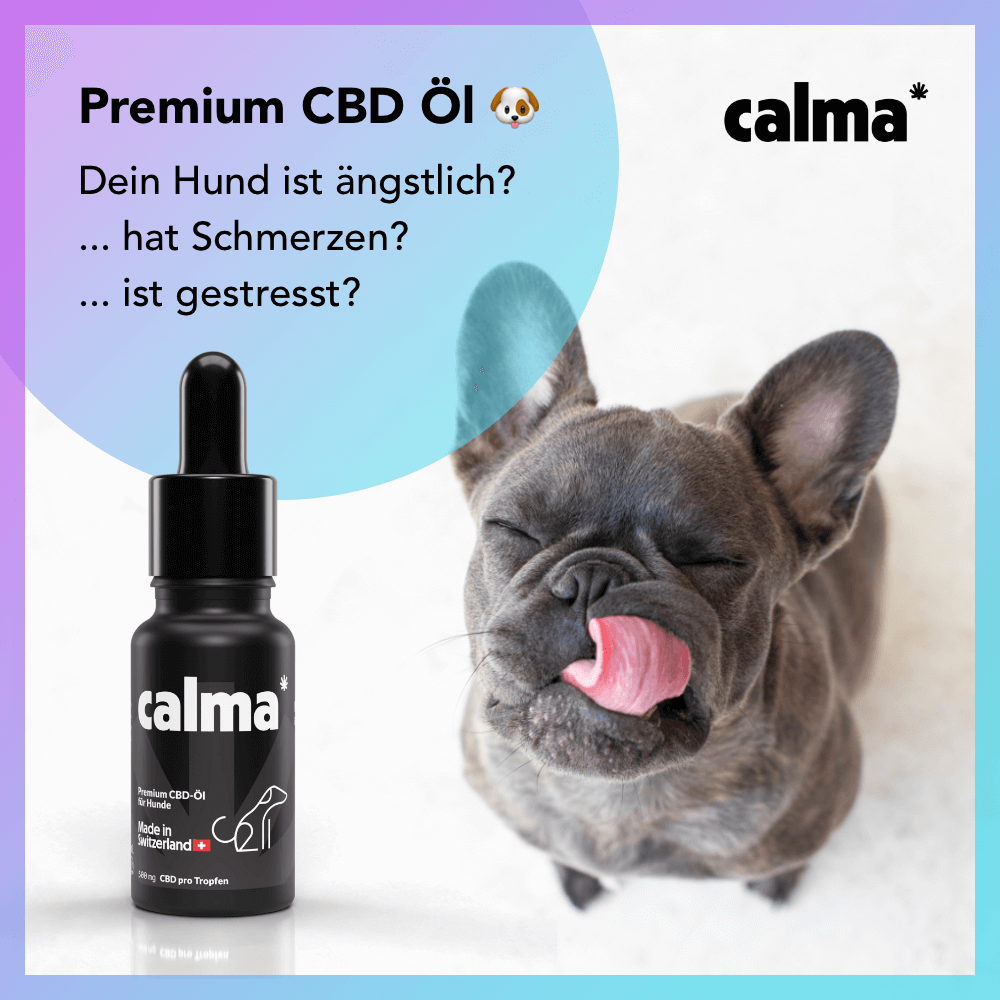 CBD Öl für Hunde 🐶