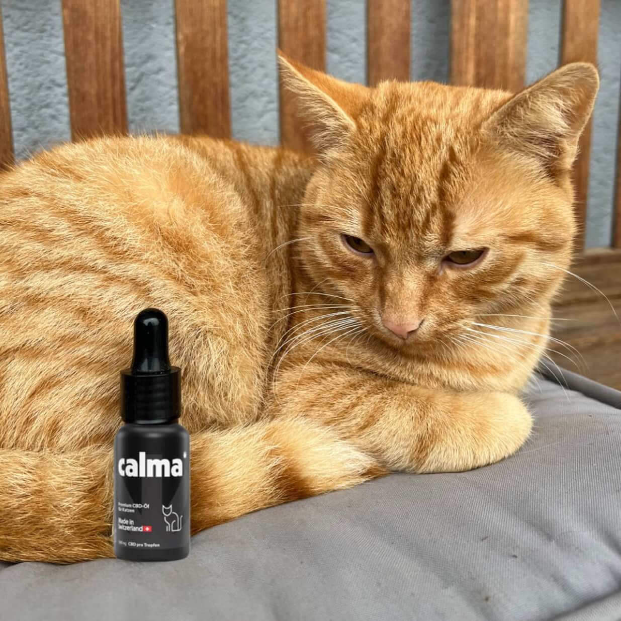 Olio CBD per gatti 🐱