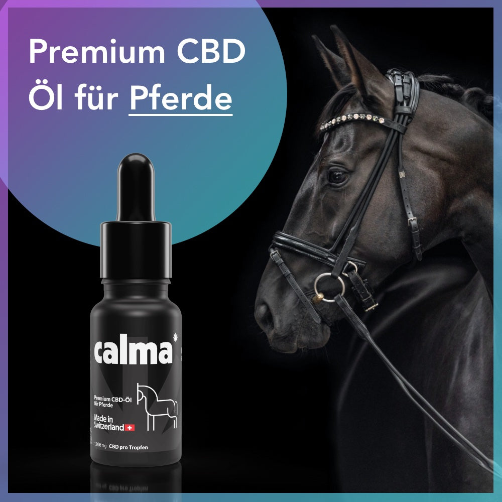 CBD Öl für Pferde 🐴